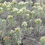 Echium brevirame Cvijet