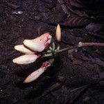Erythrina fusca Квітка