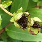 Hypericum patulum ഫലം