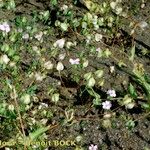 Vaccaria hispanica 形態
