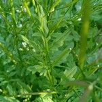 Cardamine flexuosa Blatt