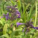 Nepeta sibirica പുഷ്പം