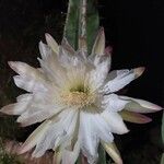 Cereus jamacaru Blüte