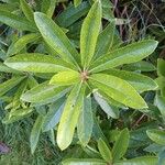 Rhododendron ponticumبرگ