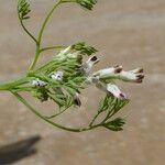 Fumaria parviflora خشب