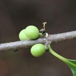 Pleiocarpa pycnantha Fruit