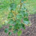 Acer rubescens Fruto