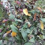 Tradescantia cerinthoidesList