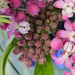 Asclepias incarnata Flor