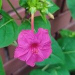 Mirabilis jalapaBloem