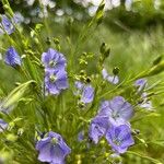 Linum usitatissimumFlower