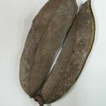 Himatanthus bracteatus Other