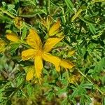 Hypericum annulatum Flor