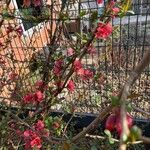 Chaenomeles × superba Flower