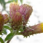 Pentanema squarrosum Flower