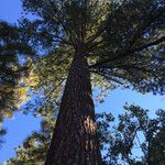 Pinus lambertiana Habitus