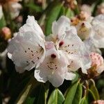Rhododendron uvariifolium Flor
