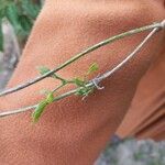Desmodium tortuosum Kabuk