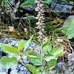 Teucrium lamiifolium Habit