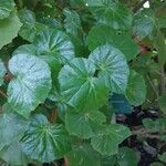 Cordia sebestena Leaf