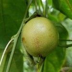 Passiflora maliformis Fruit