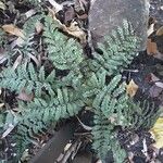 Polystichum polyblepharum Hoja
