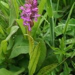 Dactylorhiza incarnata 形態