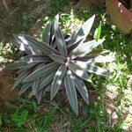 Tradescantia spathacea ഇല