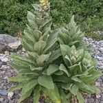 Verbascum thapsusBlad