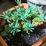 Euphorbia bupleurifolia पत्ता