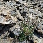 Artemisia genipi List