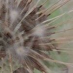 Taraxacum mongolicum Froito