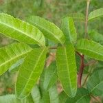 Schinus terebinthifolius List
