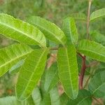 Schinus terebinthifolius Leaf