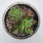 Echeveria shavianaFolha