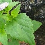 Praxelis clematidea Frunză