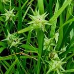 Carex grayi आदत