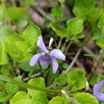 Viola reichenbachiana Квітка