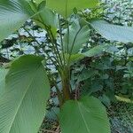 Calathea lutea Leaf