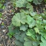 Alchemilla xanthochloraFolio