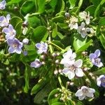 Guaiacum officinale Flower