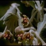 Asclepias californica Kvet