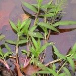 Paspalum repens Hábito