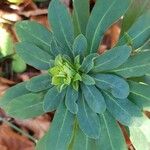 Euphorbia amygdaloides Leht