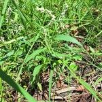 Persicaria punctata Habitatea