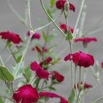 Silene coronaria Vekstform