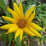 Helianthus divaricatus Çiçek
