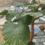 Alocasia macrorrhizos Листок