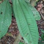 Miconia albicans Fuelha