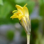 Aposeris foetida Flor